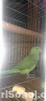 Rigneck parrot টিয়া